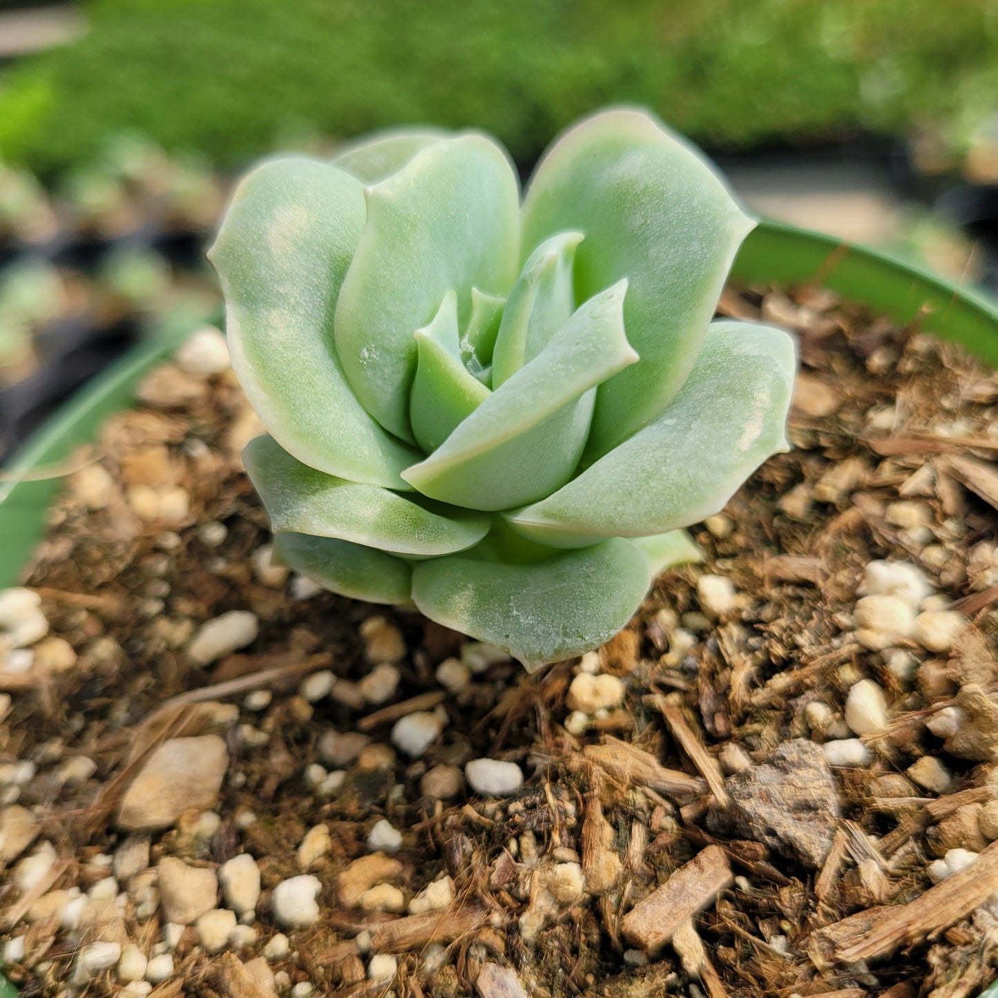 Graptoveria 'Lovely Rose'