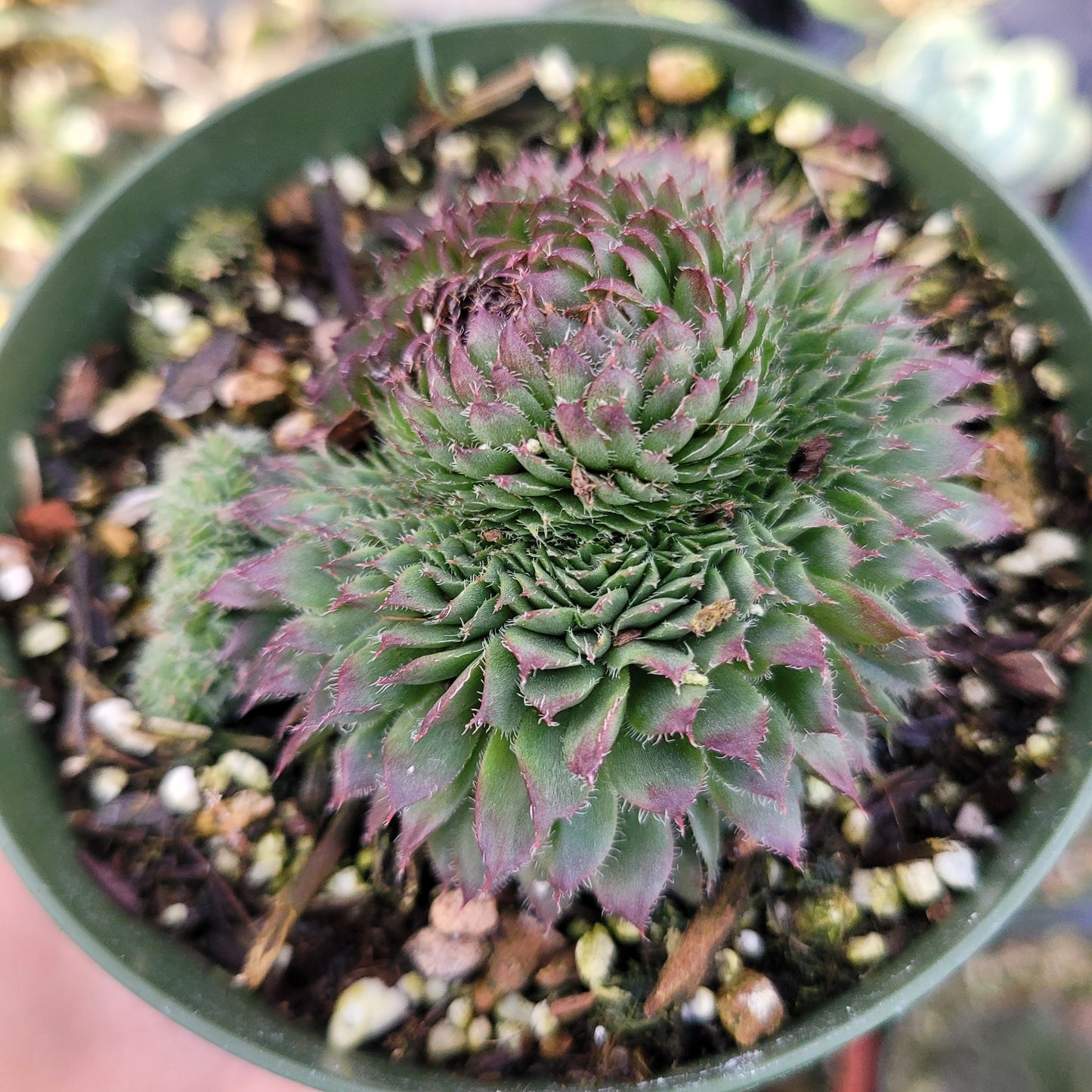 Sempervivum 'Black Rose'