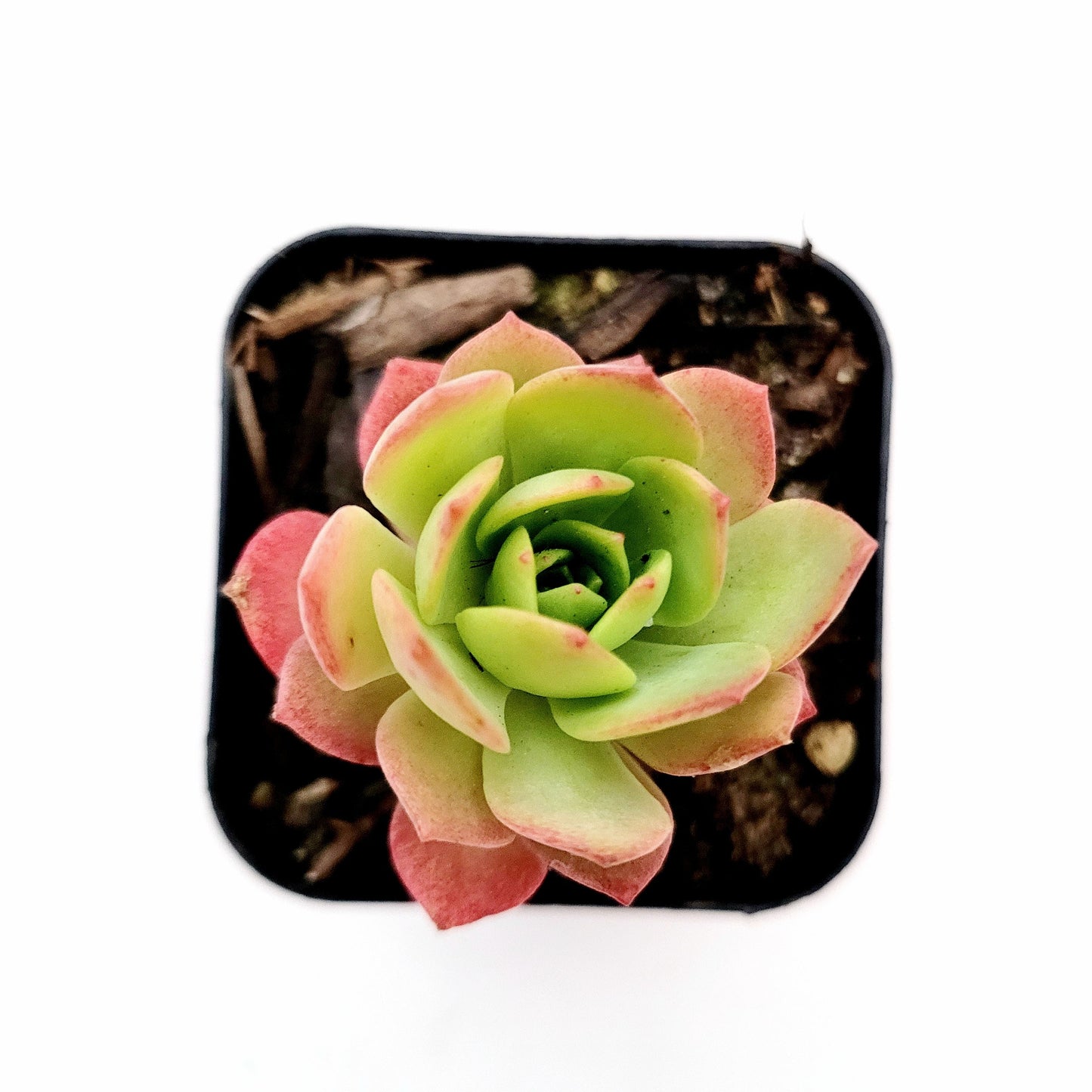 Sedeveria 'Green Rose'