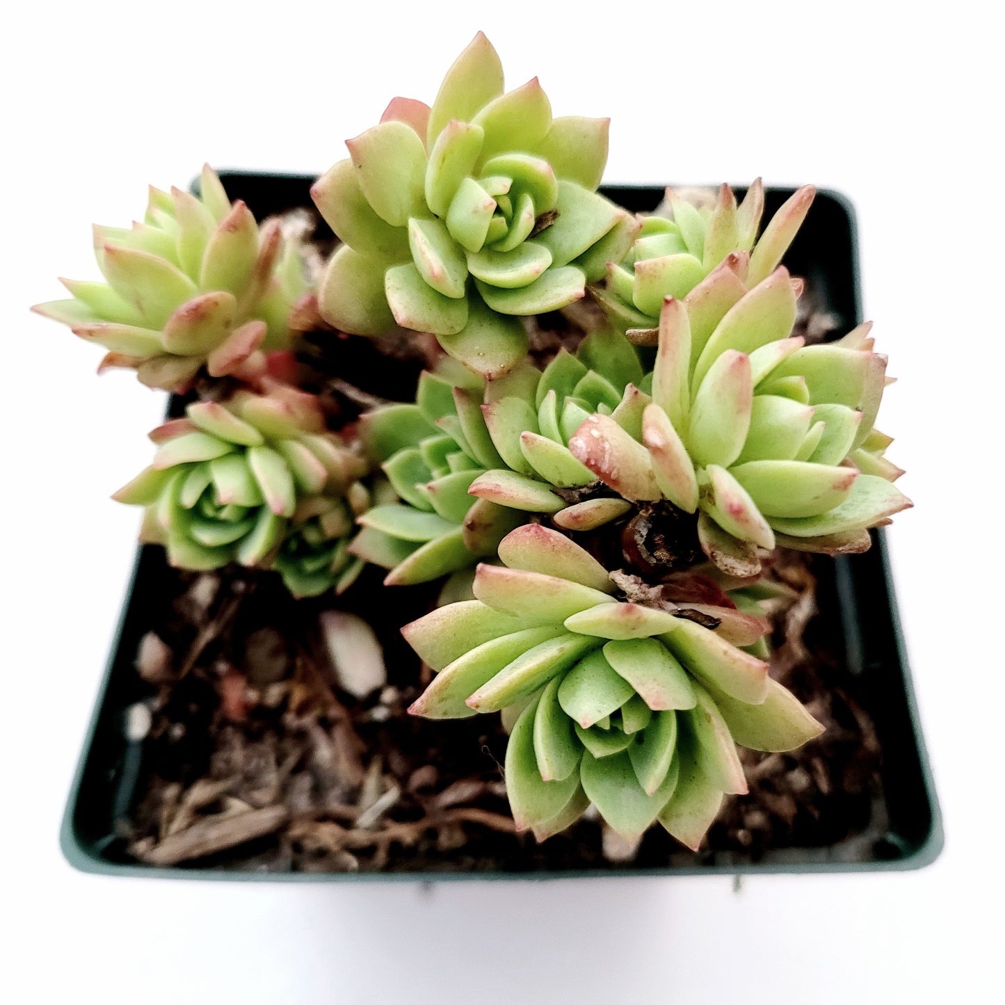 Sedeveria 'Green Rose'
