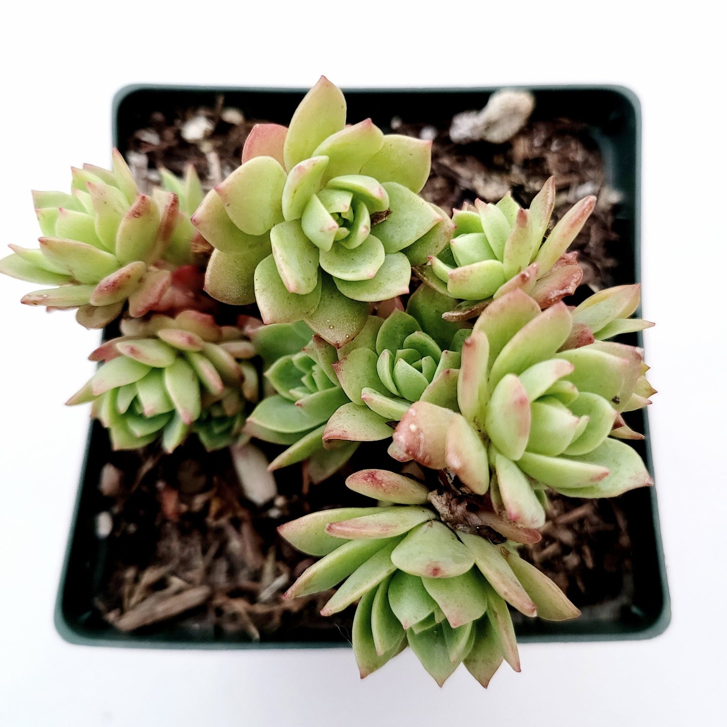 Sedeveria 'Green Rose'