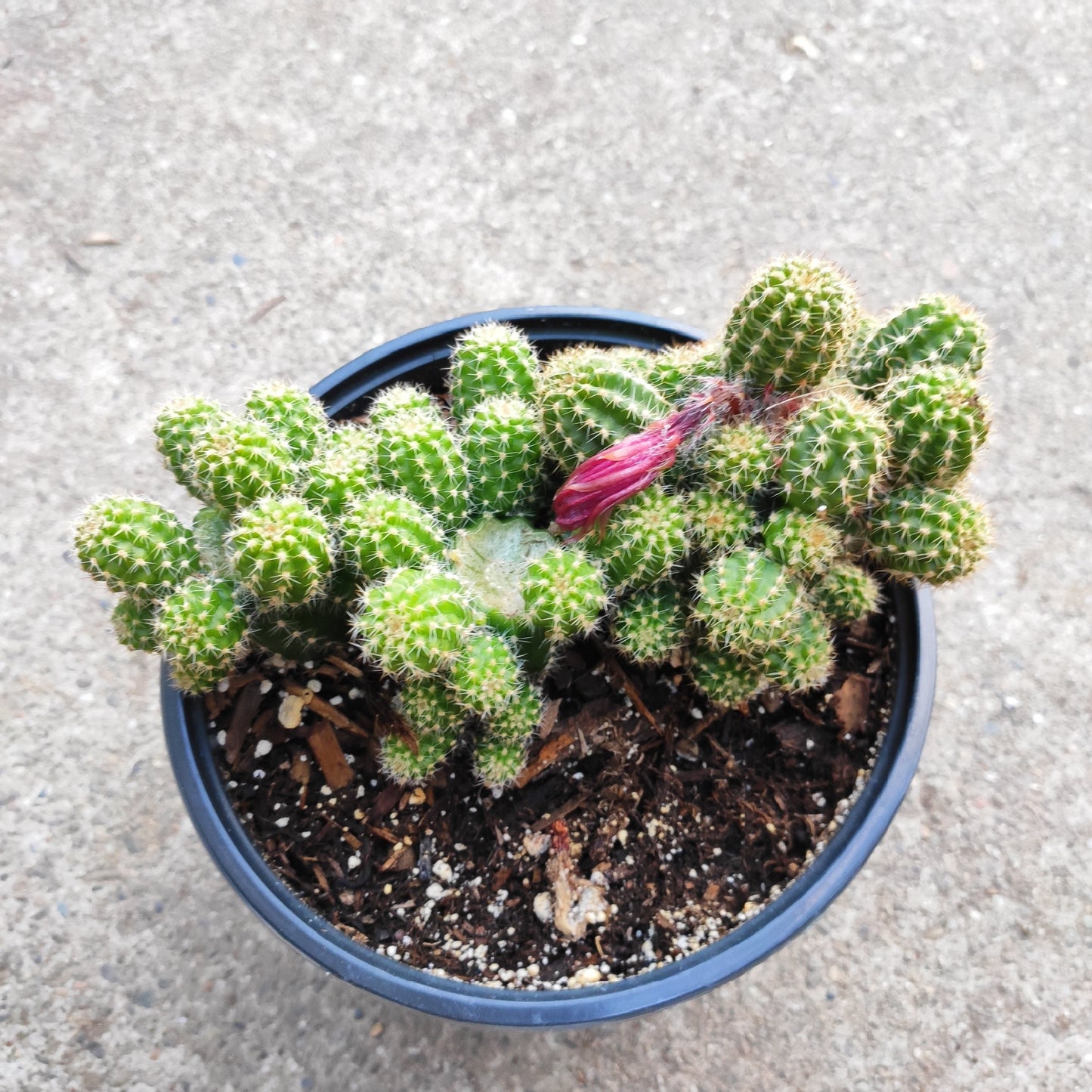 Chamaelobivia 'Rose Quartz' Peanut Cactus