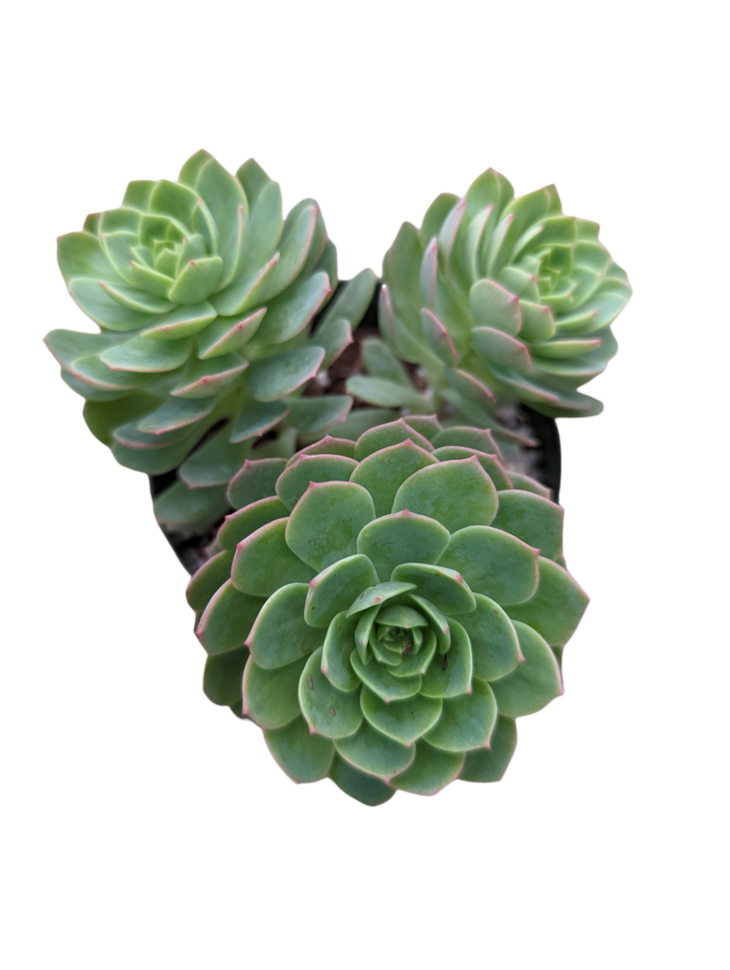 Sedeveria 'Green Rose'