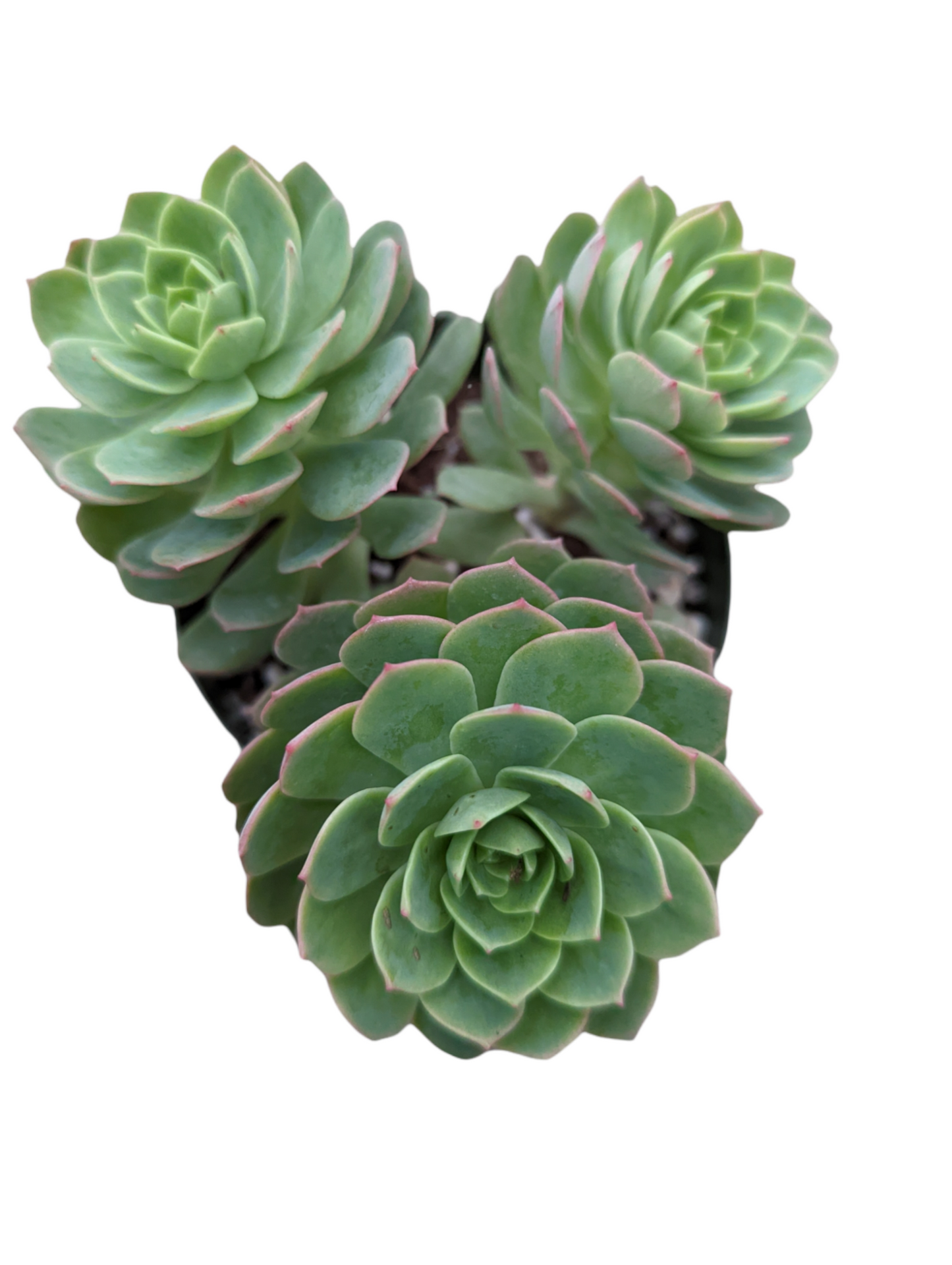 Sedeveria 'Green Rose'
