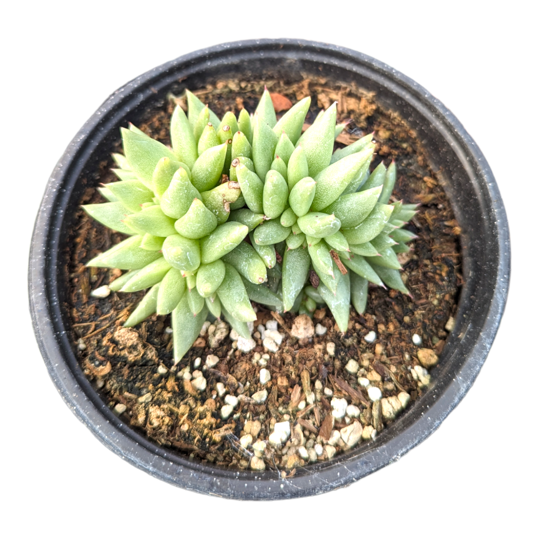Echeveria agavoides 'White Wax'