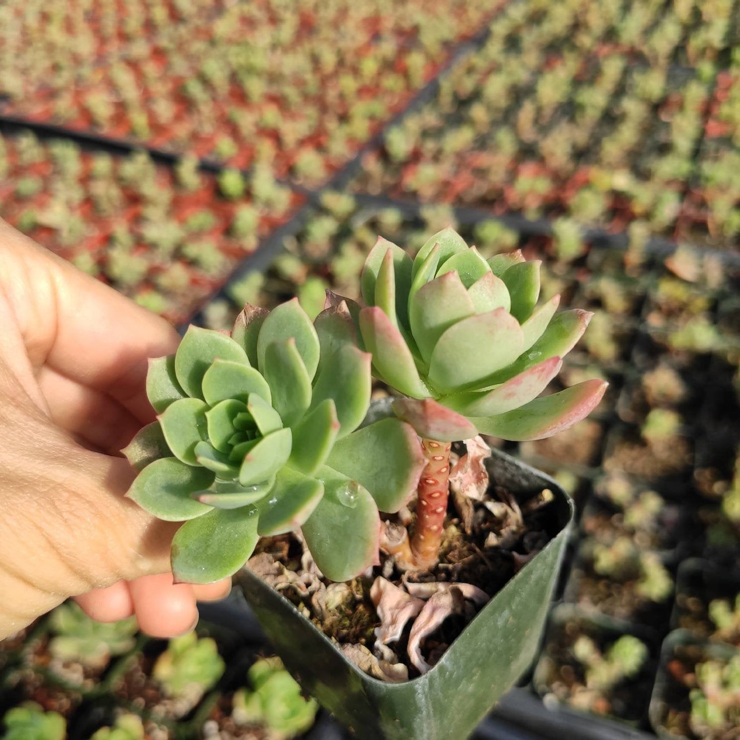 Sedeveria 'Green Rose'