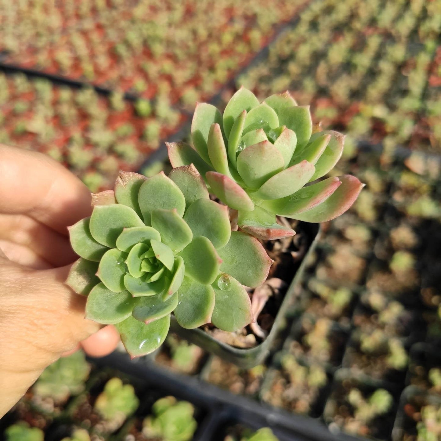 Sedeveria 'Green Rose'
