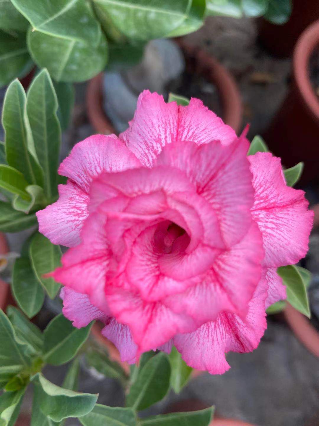 Adenium obesum alias Rose du désert