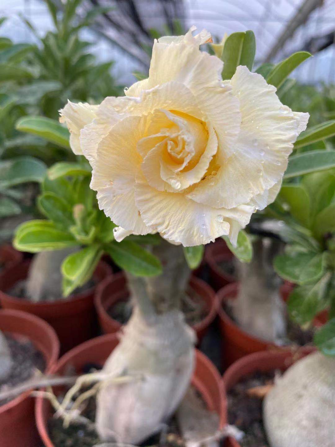 Adenium obesum alias Rose du désert
