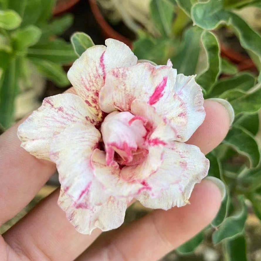 Adenium obesum alias Rose du désert