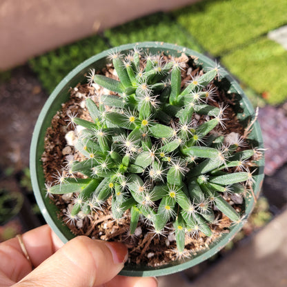 Trichodiadema densum 'Mini Desert Rose'