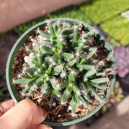 Trichodiadema densum 'Mini Desert Rose'