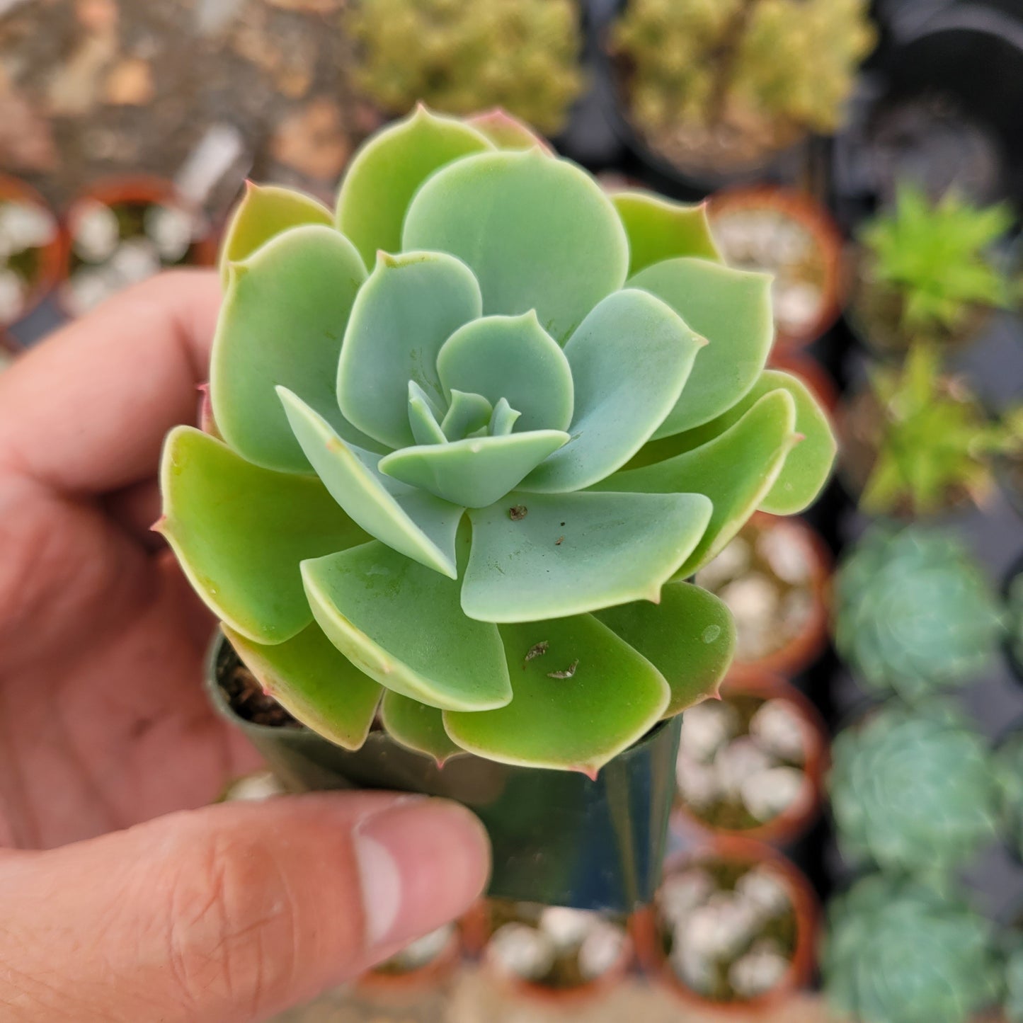 Echeveria 'Lemon Rose'