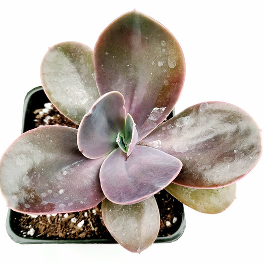 Echeveria gibbiflora 'Metallica'