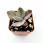 Echeveria 'Decora' Variegata