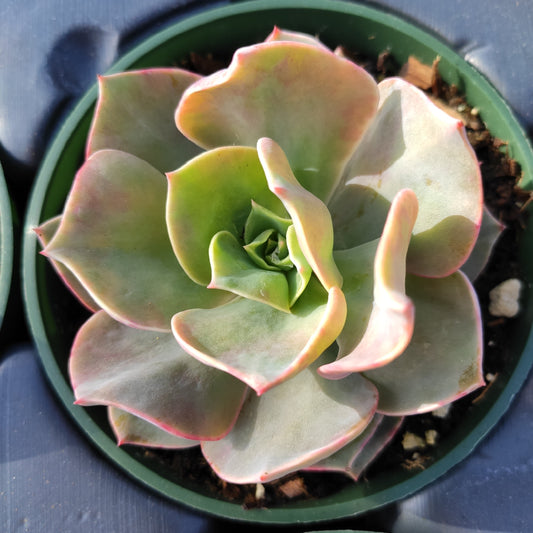 Echeveria 'Lolita'