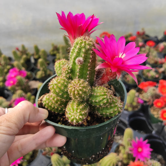 Chamaelobivia 'Rose Quartz' Peanut Cactus
