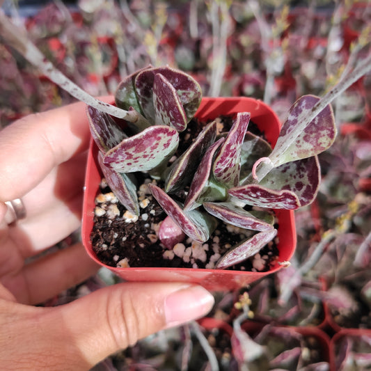 Adromischus trigynus 'Calico Hearts'