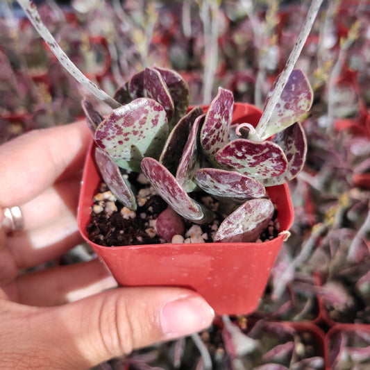 Adromischus trigynus 'Calico Hearts'