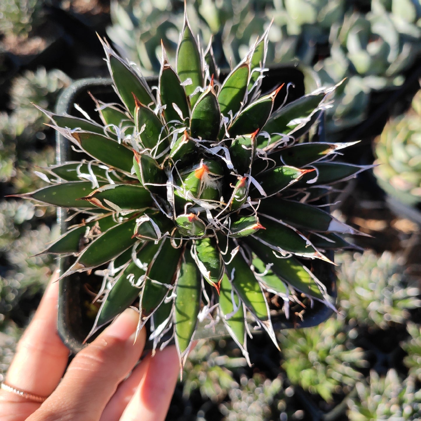Agave schidigera 'Shira ito no Ohi'