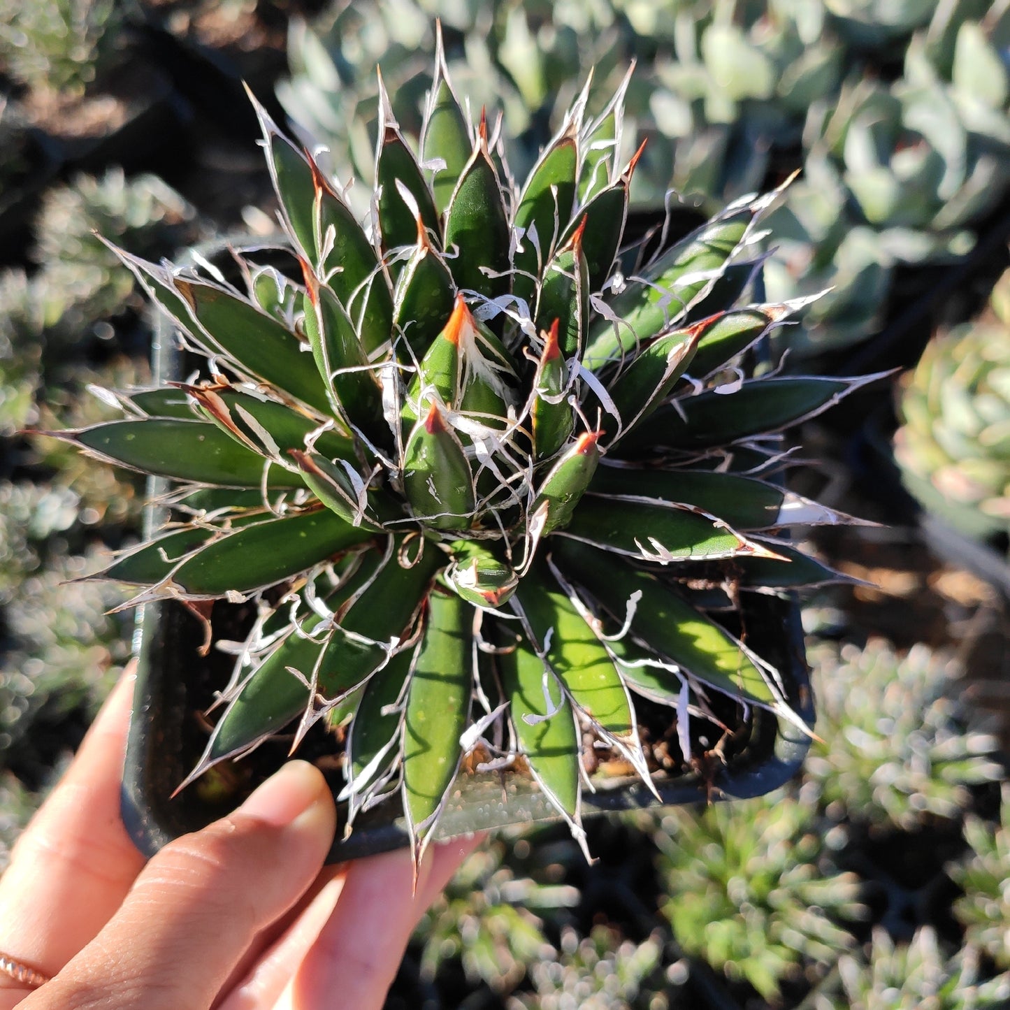 Agave schidigera 'Shira ito no Ohi'