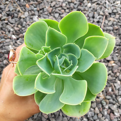 Echeveria 'Lemon Rose'