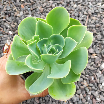 Echeveria 'Lemon Rose'