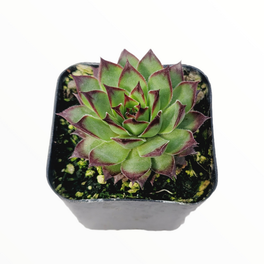 Sempervivum 'Black Rose'