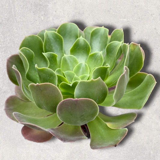 Aeonium 'Blushing Beauty'