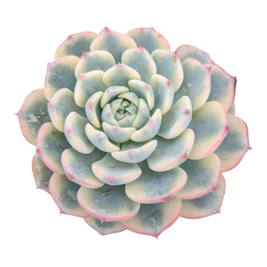 Echeveria Minima Variegata