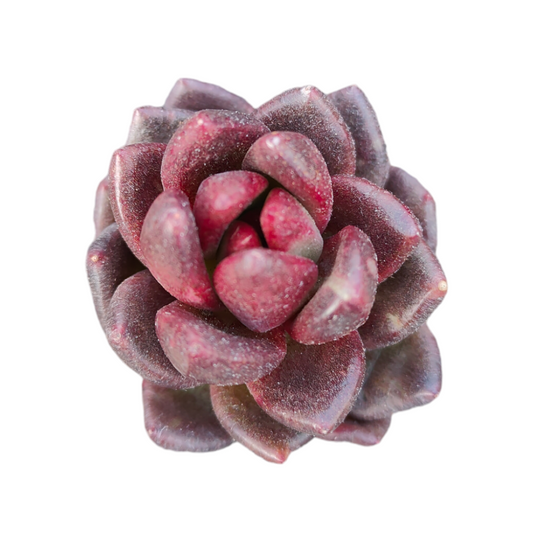Echeveria 'Dark night rose'