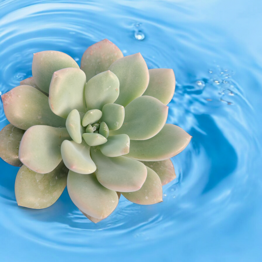 Echeveria 'Rose luoshen'