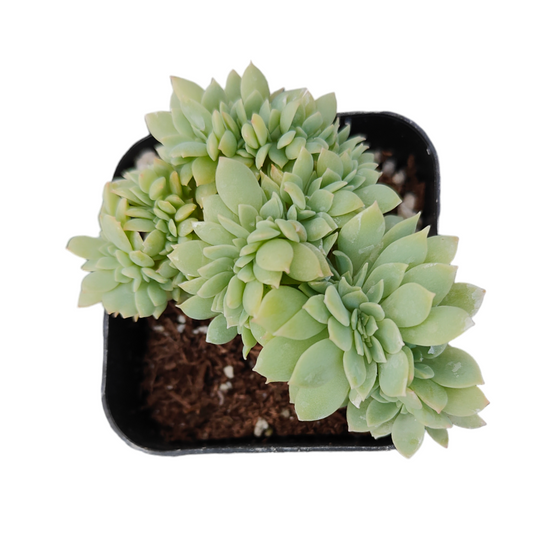 Crête d'Echeveria 'Pansy'
