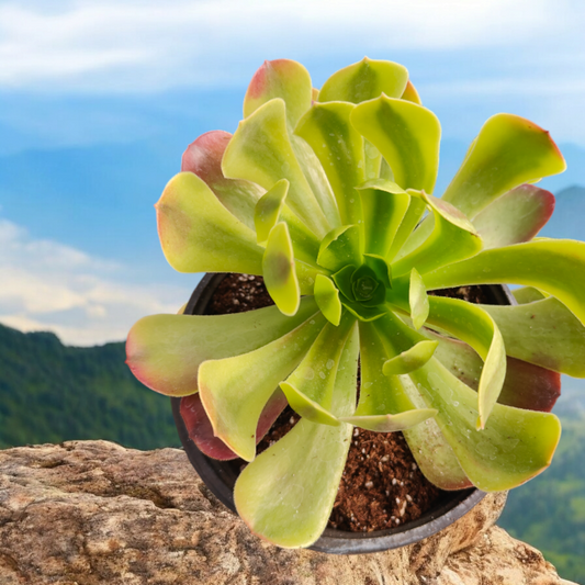 Aeonium Vert Citron