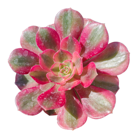Aeonium 'Allure'