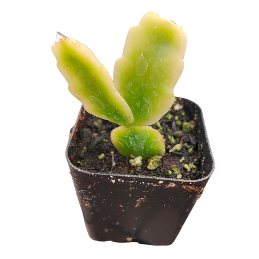 Schlumbergera x buckleyi Cactus de Noël Variegata