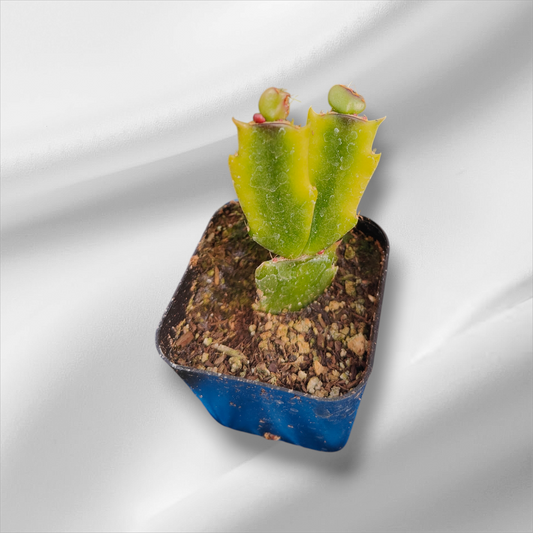 Schlumbergera truncata Cactus de Thanksgiving Variegata