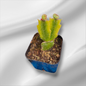 Schlumbergera truncata Cactus de Thanksgiving Variegata