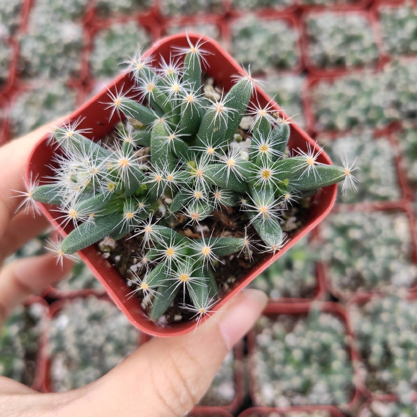 Trichodiadema densum 'Mini Desert Rose'