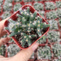 Trichodiadema densum 'Mini Desert Rose'