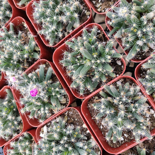 Trichodiadema densum 'Mini Desert Rose'
